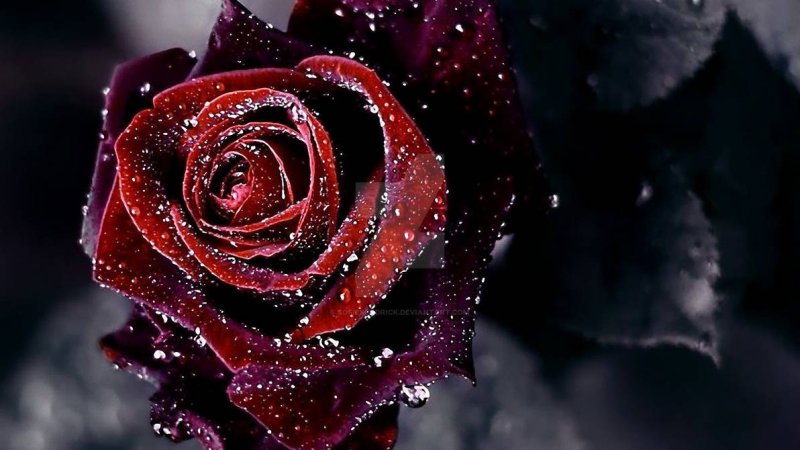 Блэк Роуз ред Роуз