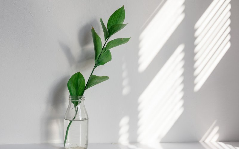 Растения Эстетика Минимализм