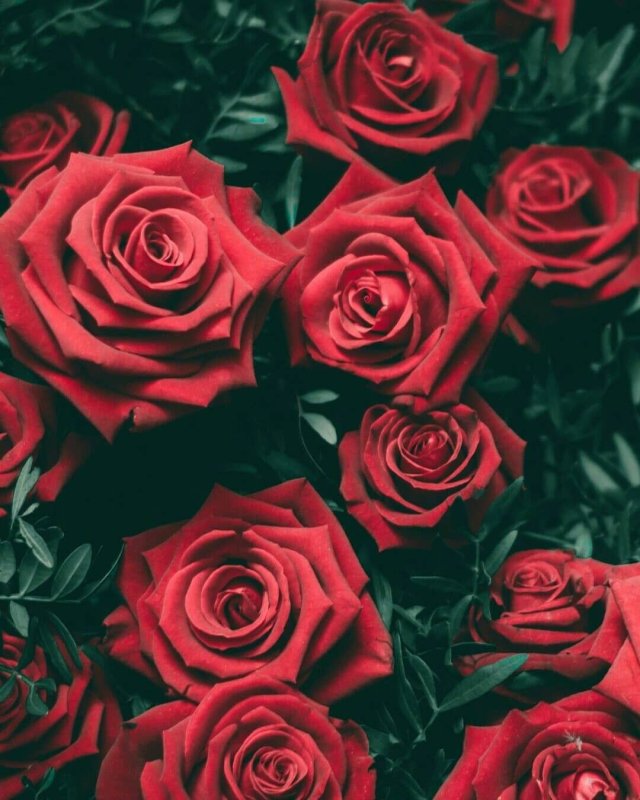 Розы вертикальные