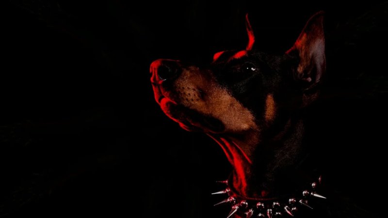 Доберман бойцовская