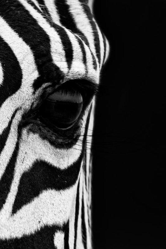 Заставка Зебра