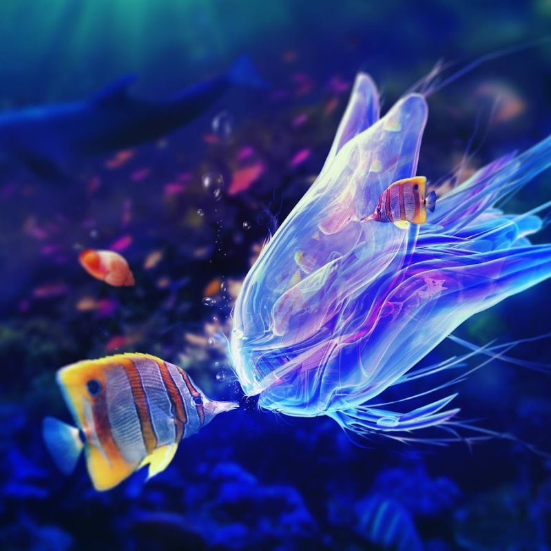 Заставка рыбки