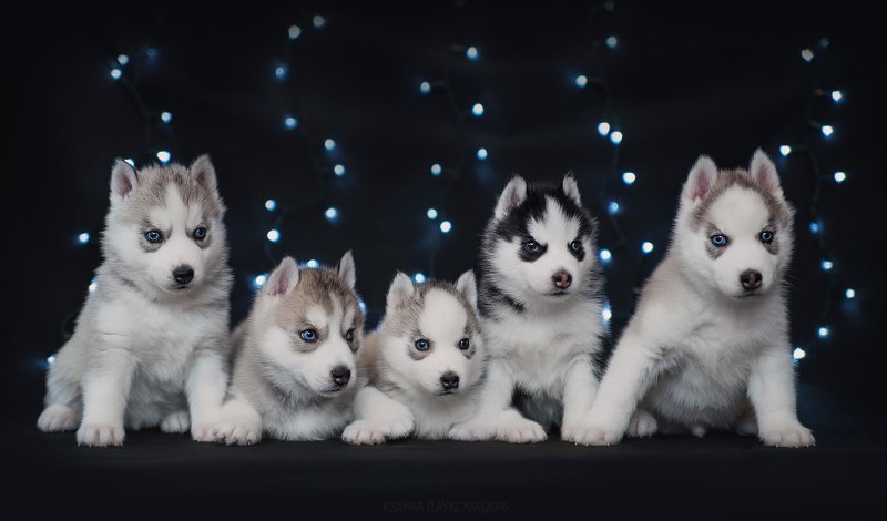 Щенки хаски 1 год