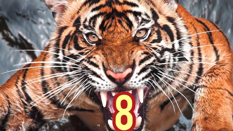 Амурский тигр оскал