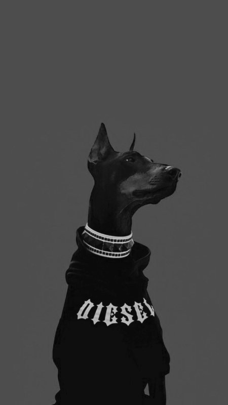 Доберман Баленсиага