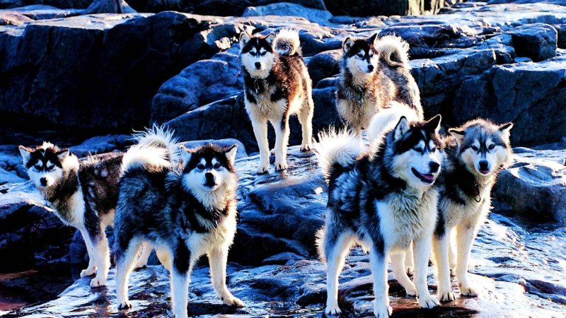 Хаски Канада