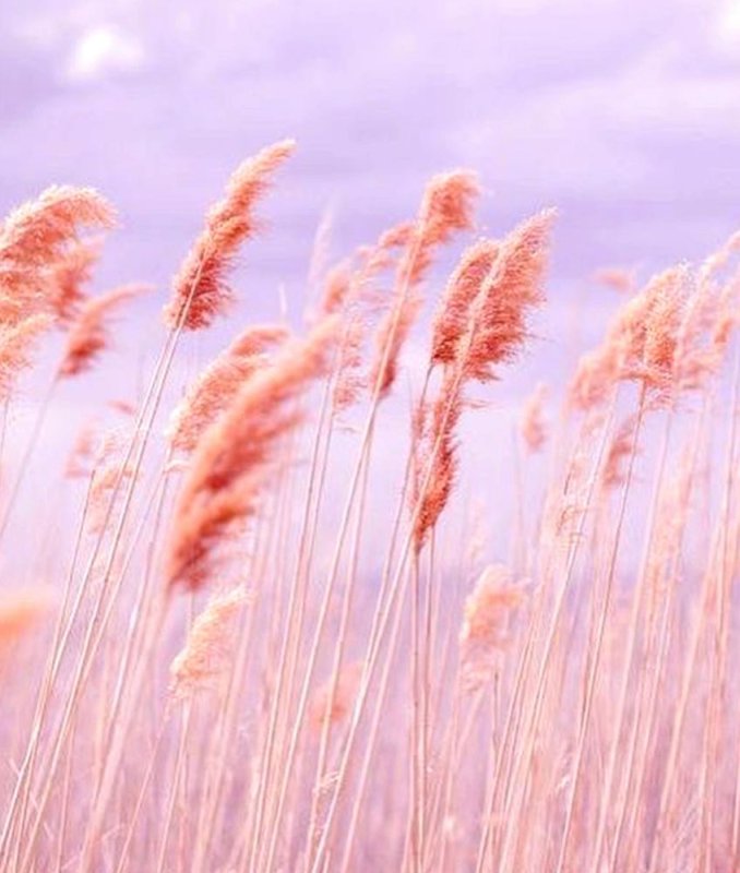 Нежные пастельные тона