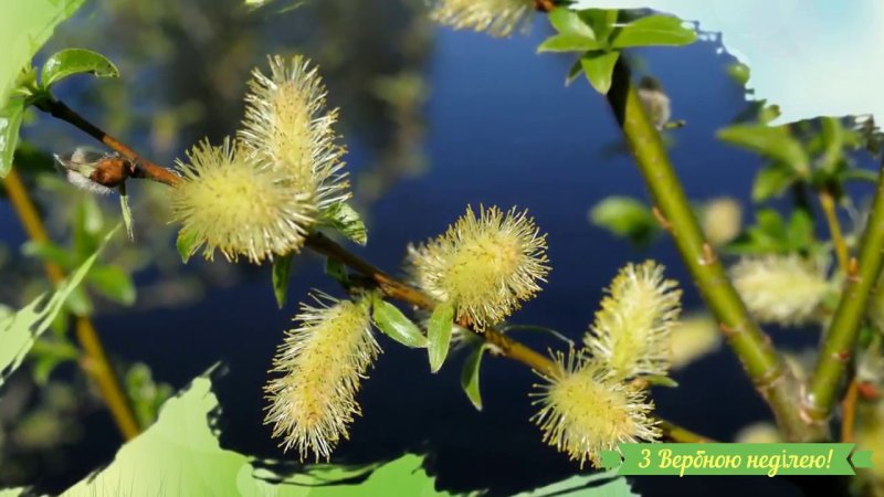 Верба и Ива