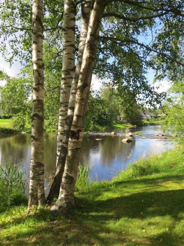 Природа России Березовая роща озеро