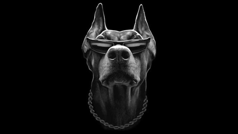 Доберман на черном фоне