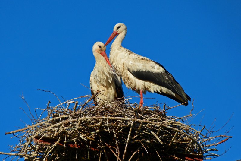 Обои с аистами