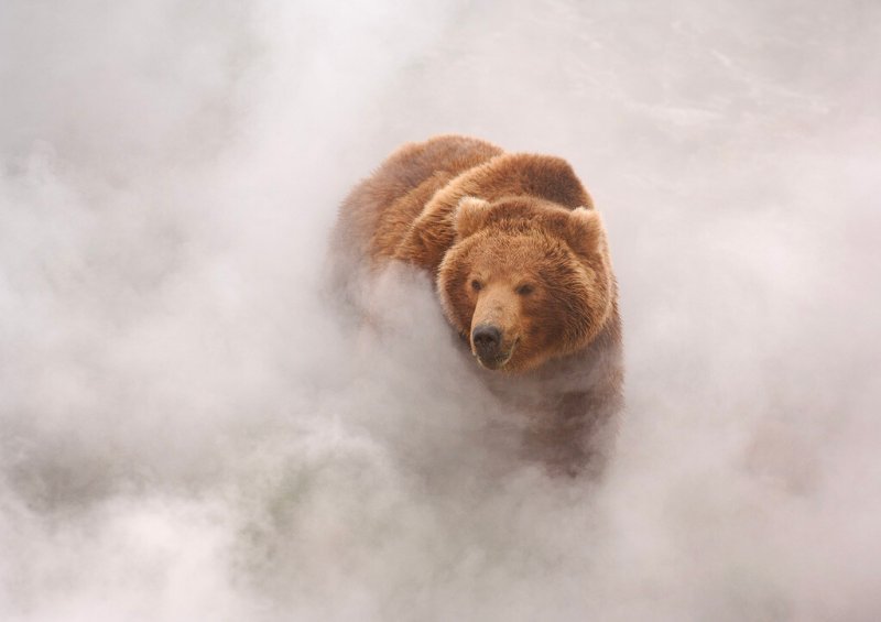 Игорь Шпиленок медведи Камчатки