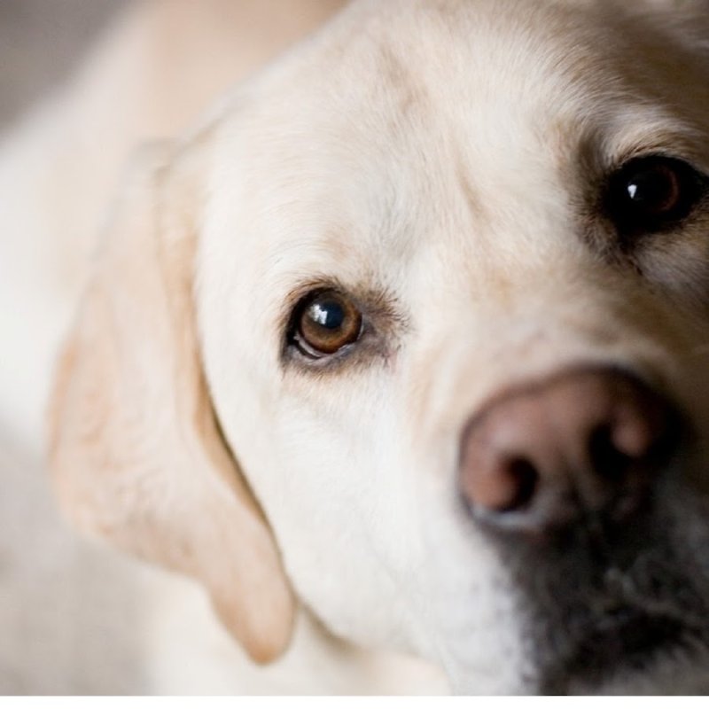 Глаза лабрадора