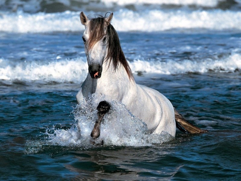 Конь у моря