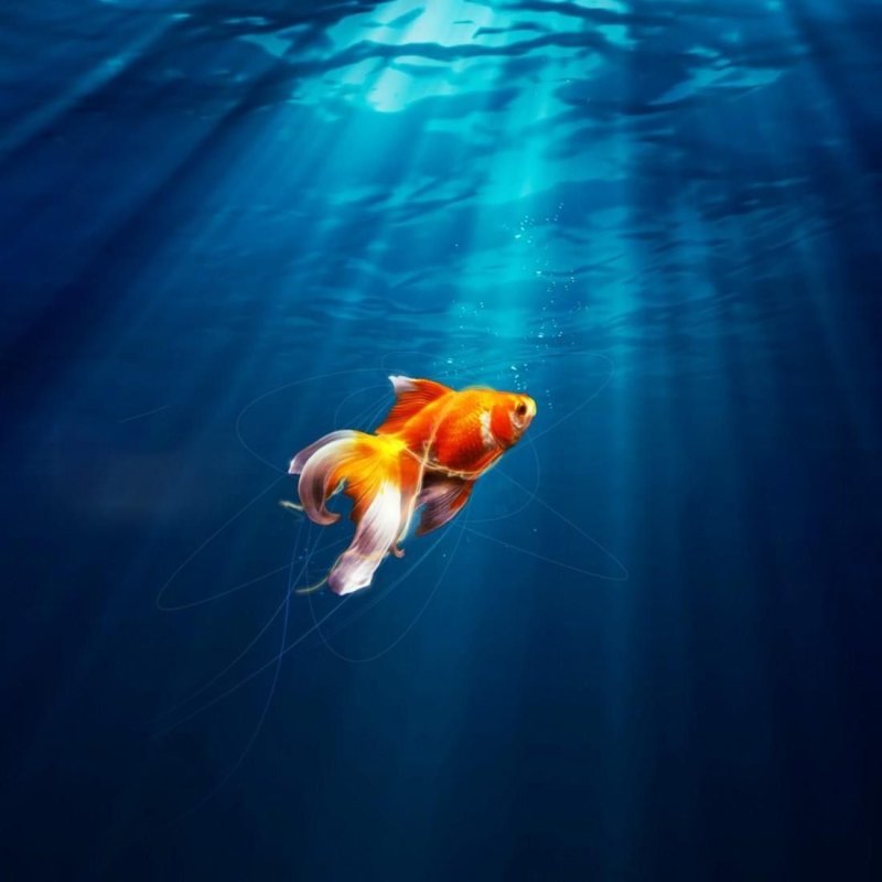 Золотая рыба