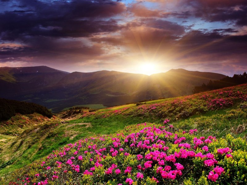 Яркая природа