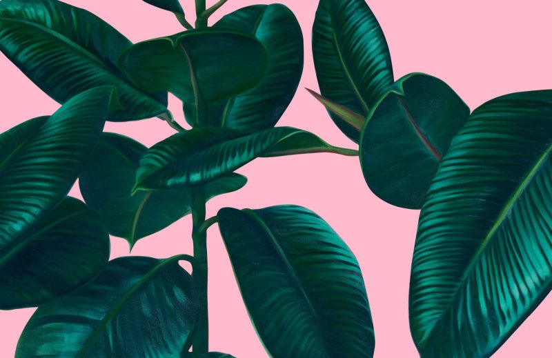 Фикус ланцетовидный