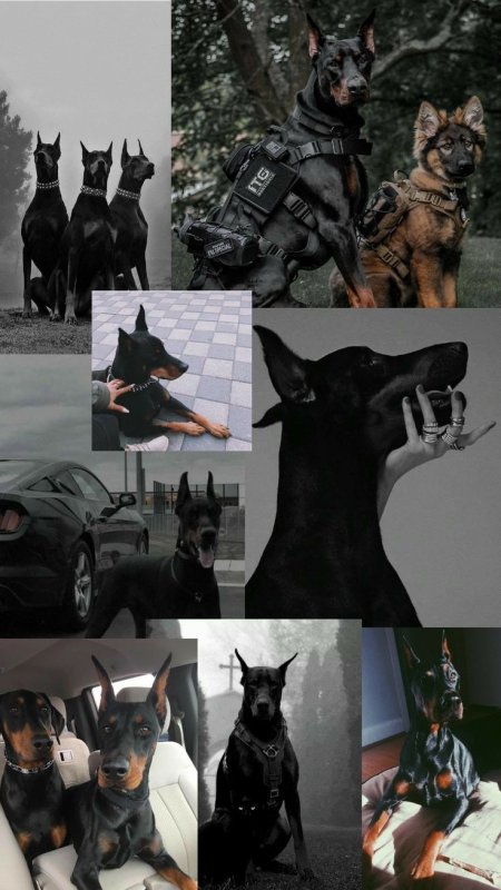 Немецкий пинчер и Доберман