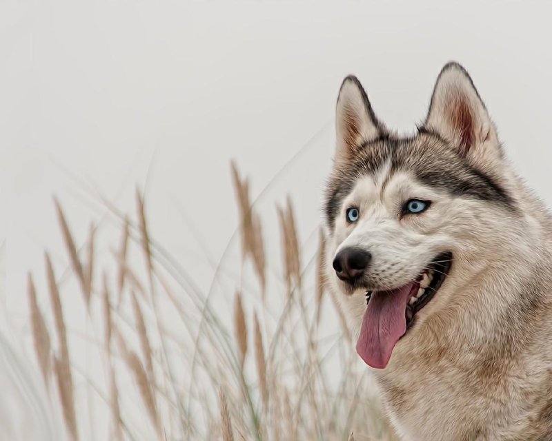 Западно Сибирская хаски