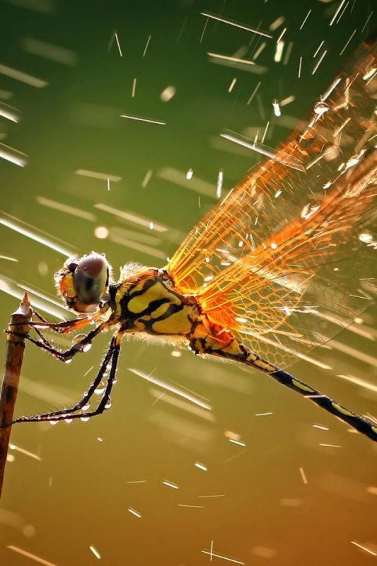 Стрекоза на заставку