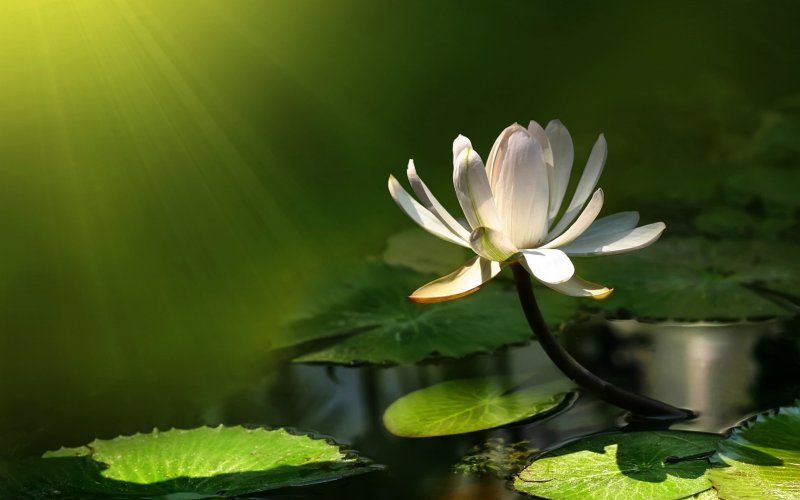 Белый Лотос Nymphaea Lotus