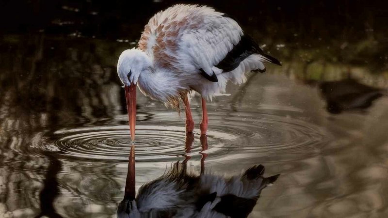 Аист в воде