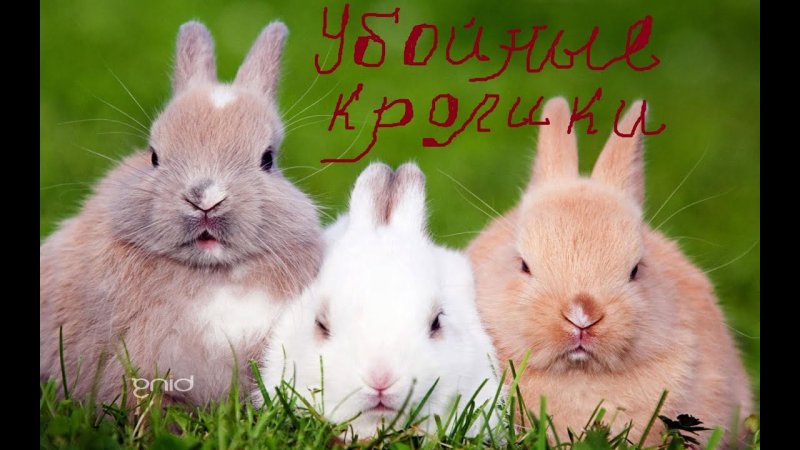 Обои на рабочий стол зайчики