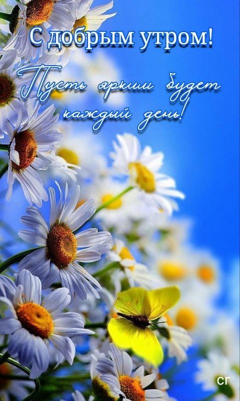 Цветочки ромашки