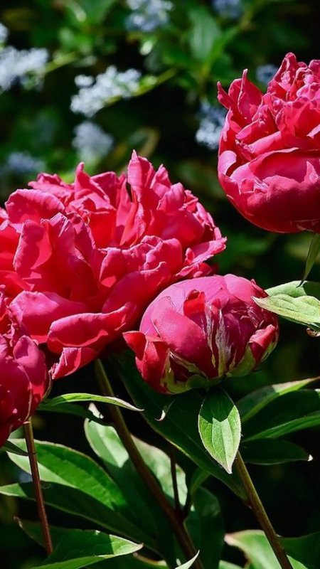 Пионы субтропики