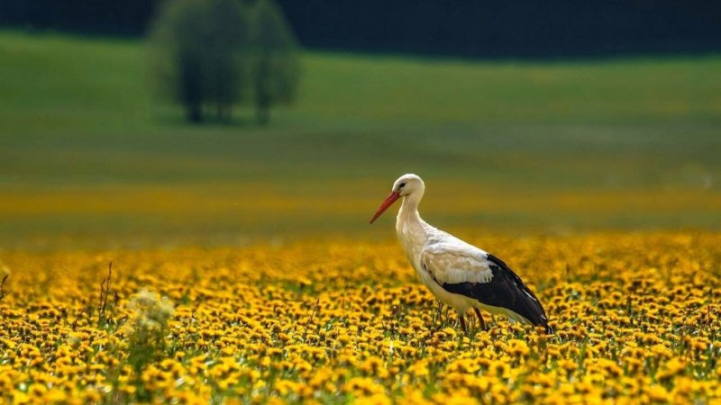 Птицы на лугу