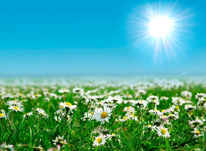 Ромашковое поле фото