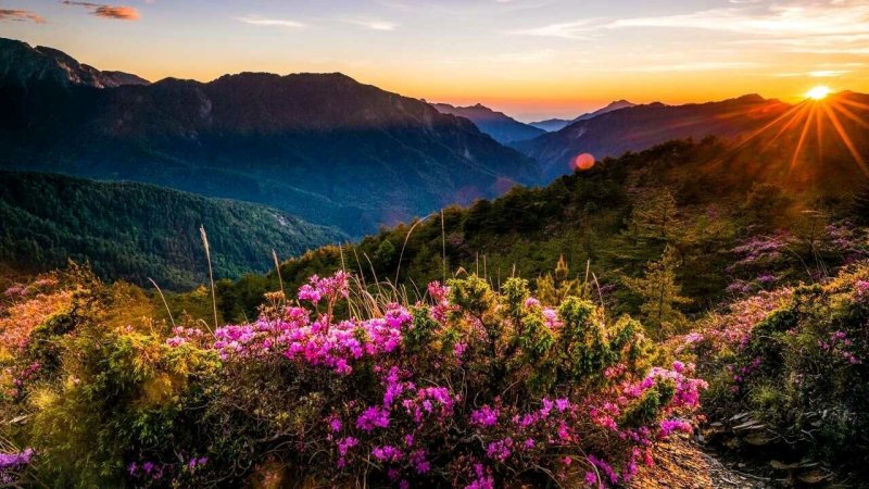 Рододендрон в горах Монти-Сибиллини