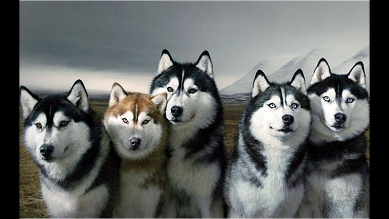 Сибирский хаски