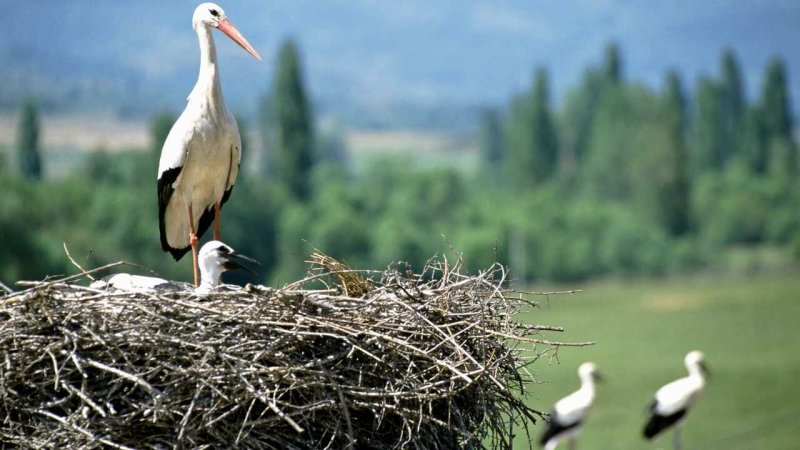 Пастушковый журавль гнездо