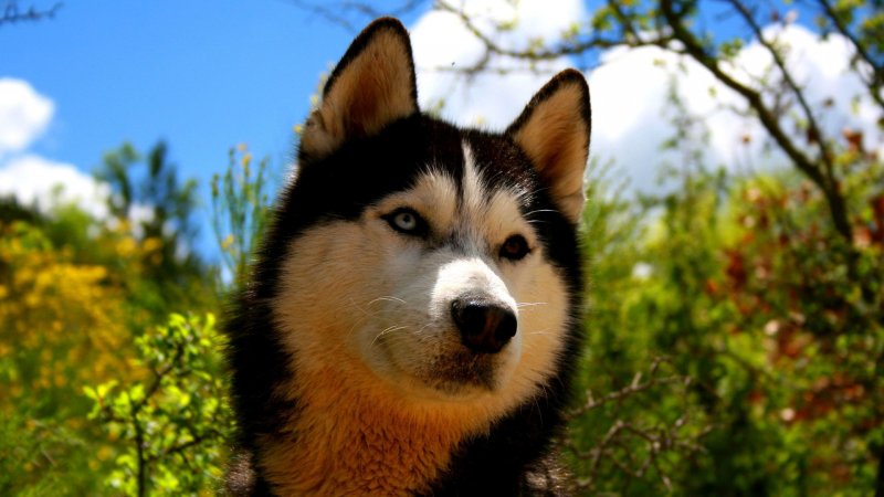 Сахалинский хаски порода