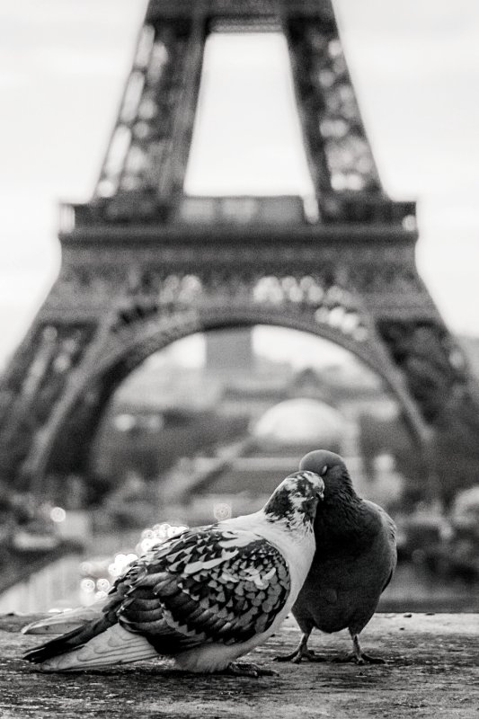 Красивые голуби