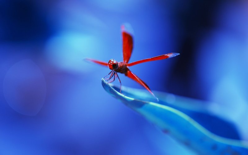 Красная Стрекоза
