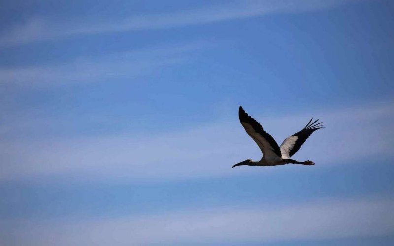 Аист в полете