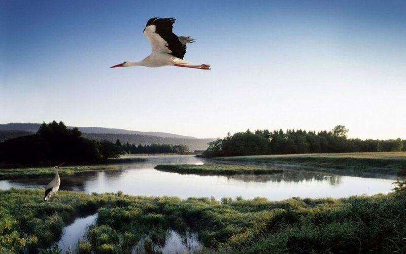 Природа Беларуси картинки