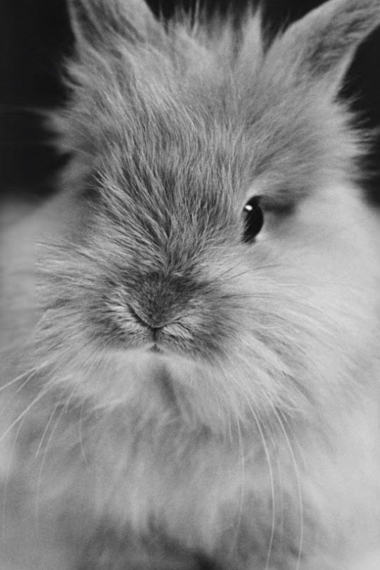 Милый кролик