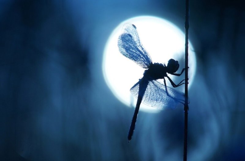 Стрекоза ночью