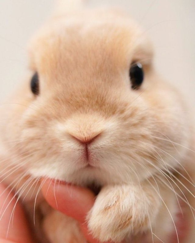 Милые кролики