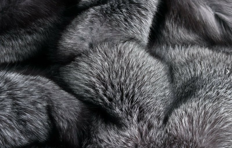 Лиса блюфрост