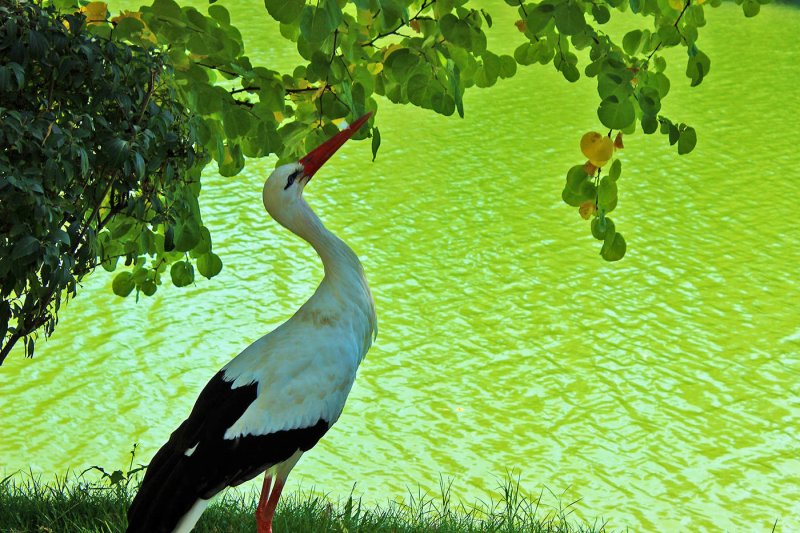 Аисты в Белоруссии