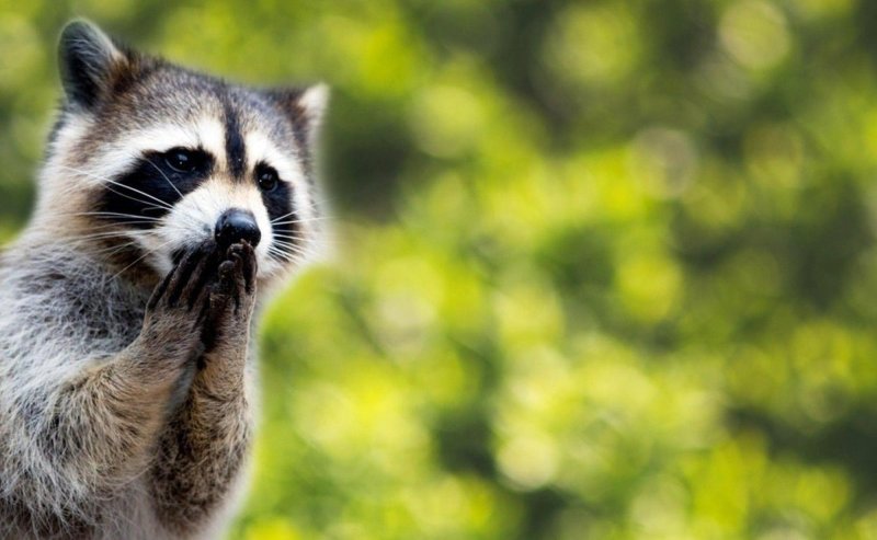 Енот полоскун лапки