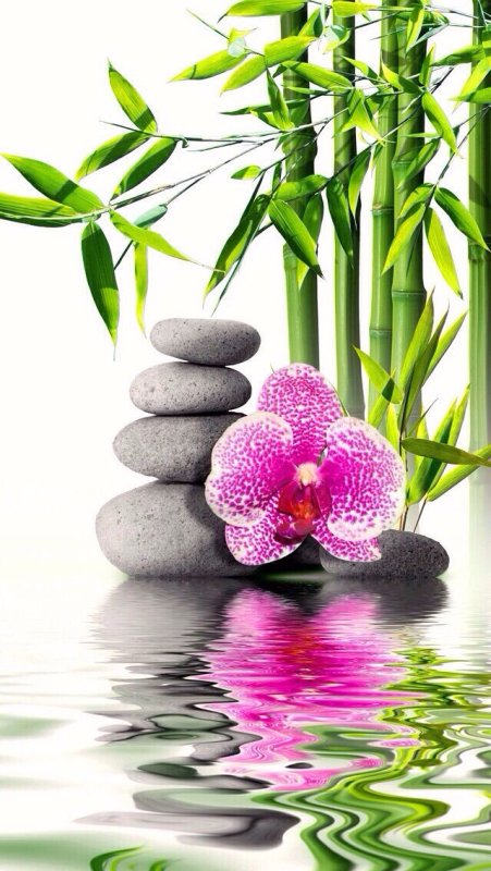 Лотос Feng Shui