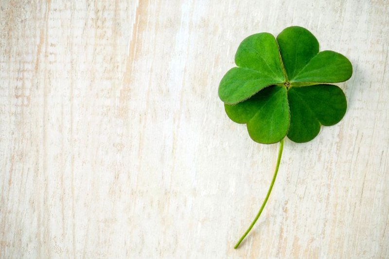Четырёхлистный Клевер символ удачи