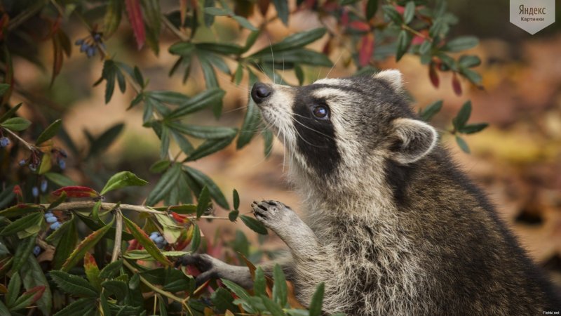 Енот полоскун в природе