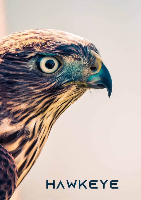 Взгляд ястреба