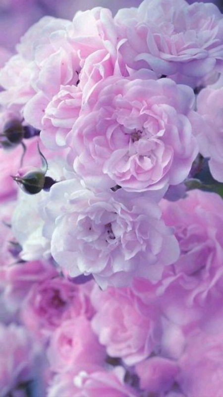 Сиреневые цветы